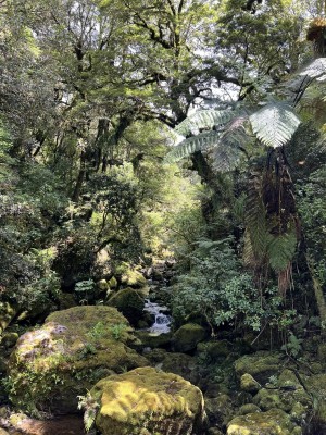 Dappled sunlight on mossy boulders, Catherine McDonald