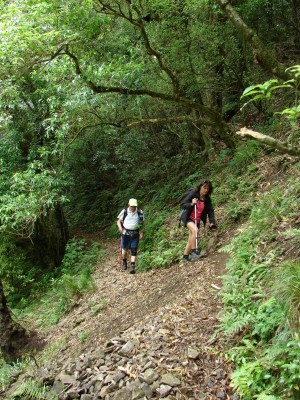 Bush track over a recent slip, photo by Gillian Ward