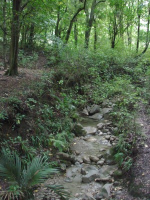 Waitūī Stream. Photo: Gillian Ward
