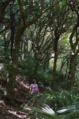 Kohekohe/nikau forest, photo by Gillian Ward