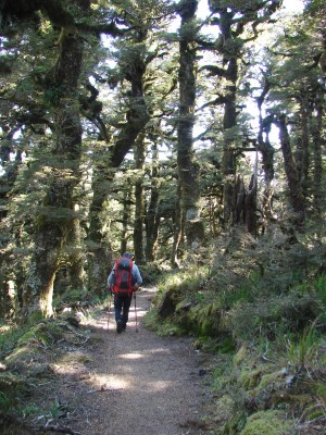 An undulating walk along the Panekire Range, Gillian Ward