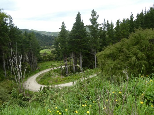 Yaw Road, Waimanu Forest