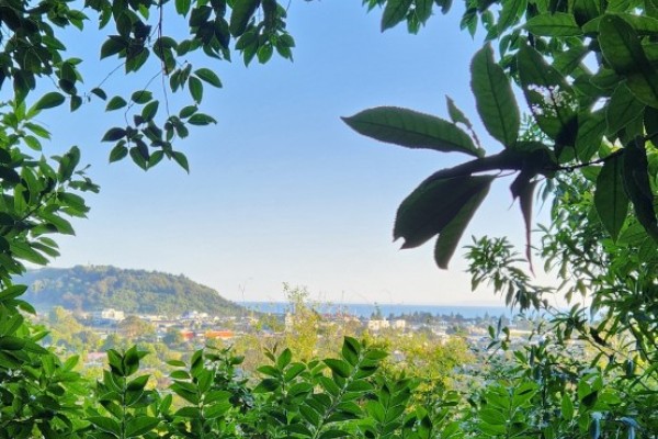 Whitaker Street Lookout Track  